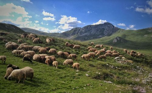 Sheep on field against sky