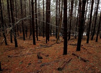 Trees on field in forest