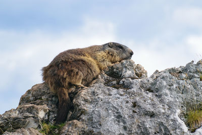 Low angle view of animal on rock against sky