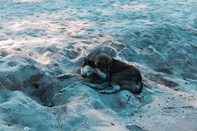 High angle view of dog in sea