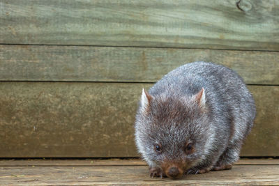 Close-up of wombat on wood