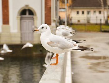 Seagull perching on wooden post