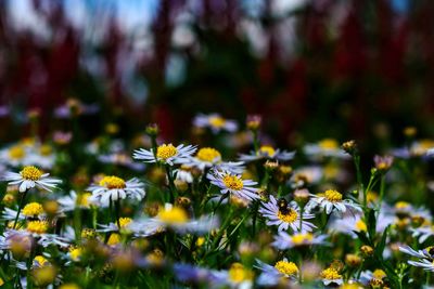 Close-up of flowering plant on field