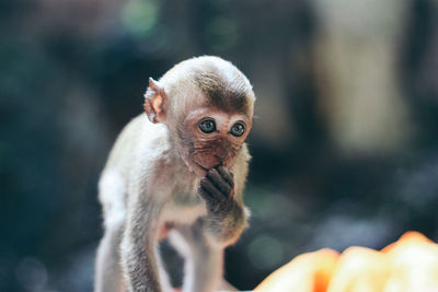 Close-up of monkey in cage