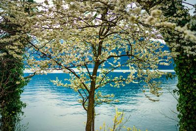 Cherry blossom tree against blue sky