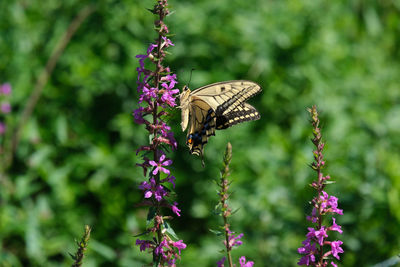 Butterfly on purple flowering plant