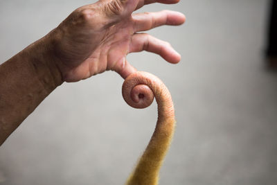 Close-up of hand holding leaf