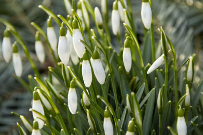 Snowdrops blossom in the first days of spring in warm sunlight