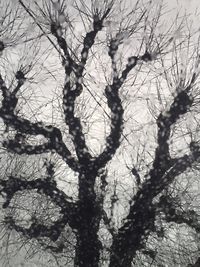 Low angle view of bare trees against sky