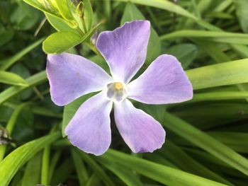 Close-up of purple flowering plant