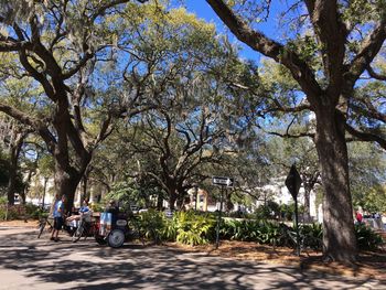 Trees in city