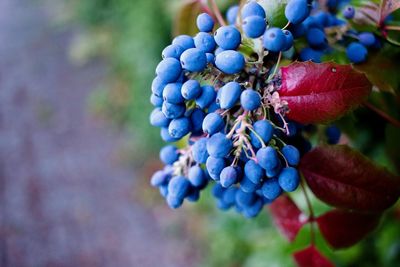 Close-up of grapes