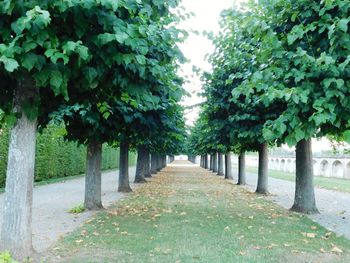 Footpath amidst trees in park
