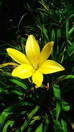 Close-up of yellow flower blooming outdoors