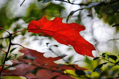 Close-up of red maple leaves