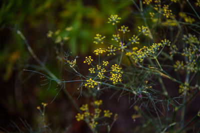 High angle view of flowering plants on field