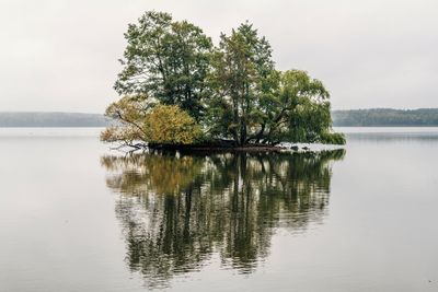 Tree by lake against sky