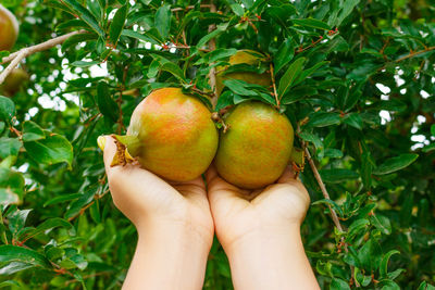 Low angle view of person holding fruits