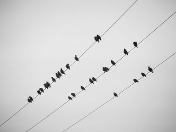 Low angle view of birds flying against clear sky