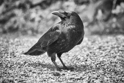 Close-up of a black crow bird standing on the ground