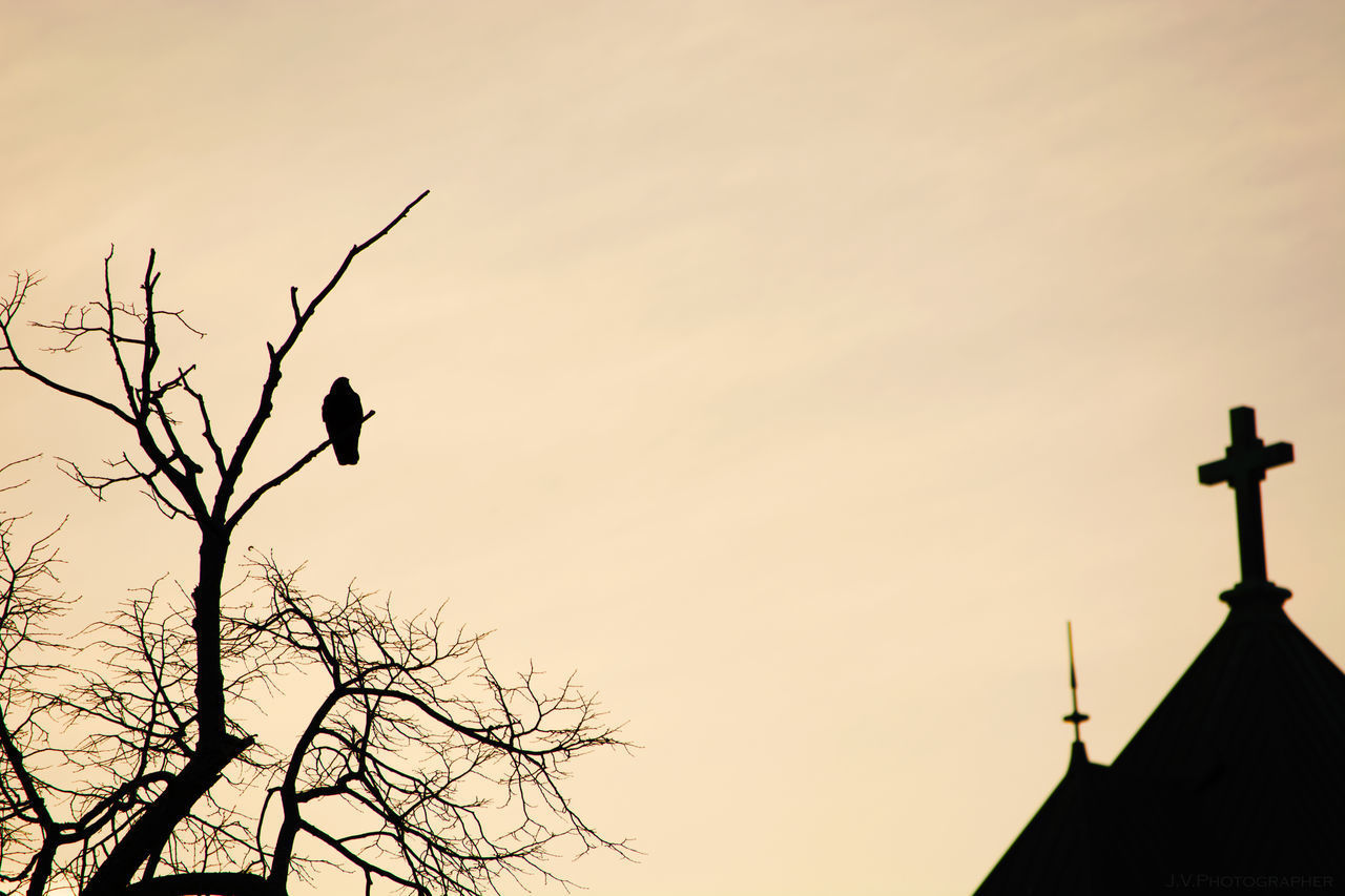 LOW ANGLE VIEW OF SILHOUETTE BIRD PERCHING ON POLE