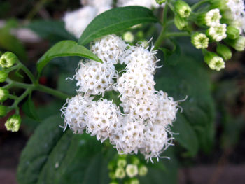 Close-up of white flowers