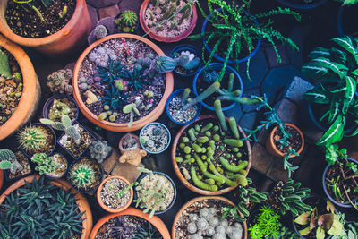 High angle view of potted plants in market