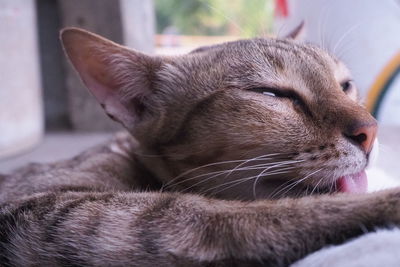 Close-up of a cat resting