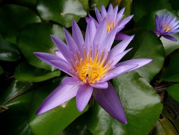 Close-up of purple water lily