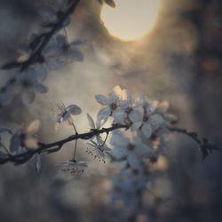 Close-up of plant against sky at sunset