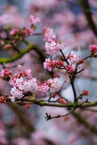 Close-up of pink cherry blossom