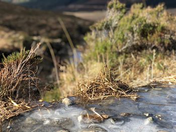 Close-up of dry leaf on rock