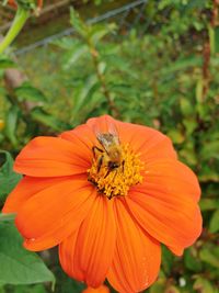 Close-up of insect on orange flower