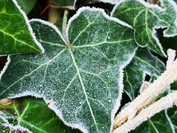 Close-up of wet plant leaves