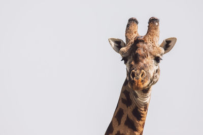 Low angle view of giraffe against white background