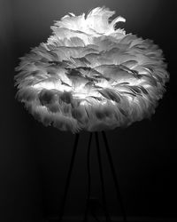 Close-up of white flowering plant against black background