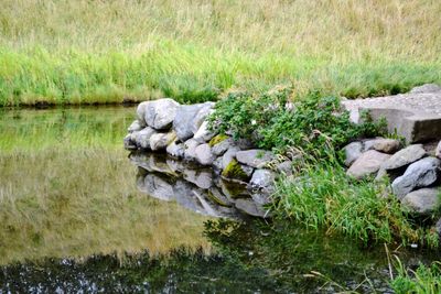 Plants growing on rocks by lake