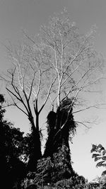 Low angle view of silhouette bare tree against sky