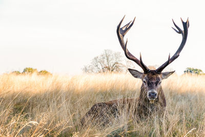 View of deer on field