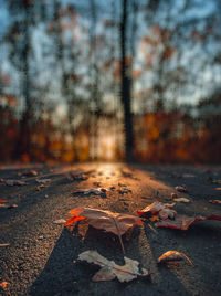 Close-up of dry maple leaves on sidewalk