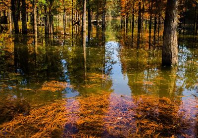 Reflection of trees in lake