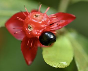 Close-up of insect on red flower