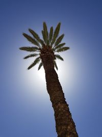 Low angle view of palm tree against clear blue sky