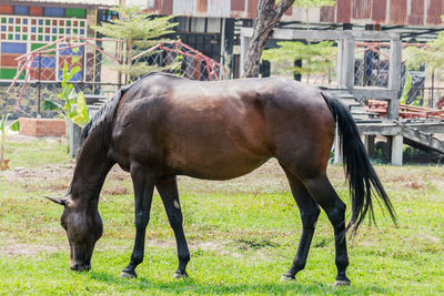 Horse grazing in field