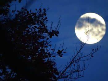 Low angle view of tree against sky at night