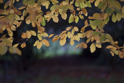 Close-up of leaves on tree during autumn