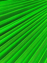 Full frame shot of palm leaf