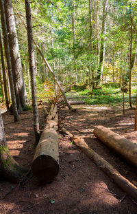 Trees in forest