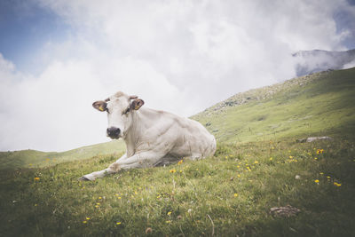 Cow sitting on field against sky