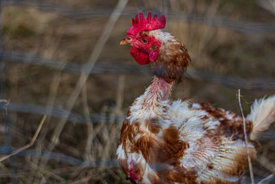 Close-up of rooster